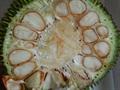 Artocarpus altilis